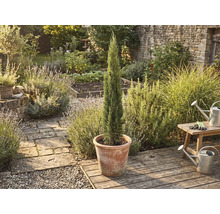 Italienische Zypresse im Topf im Garten