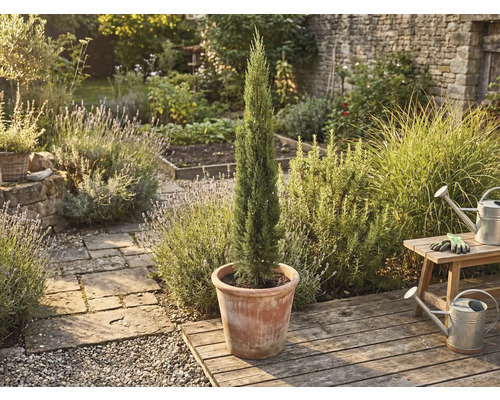 Italienische Zypresse im Topf im Garten