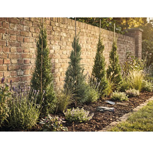 Gestalteter Gartenbereich mit Zypressen, Lavendel und Mulch