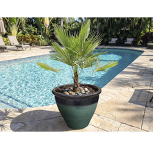 Zwergpalme in einem Topf am Schwimmbeckenrand