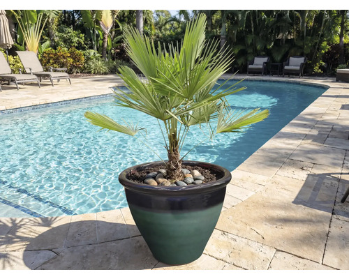 Zwergpalme in einem Topf am Schwimmbeckenrand