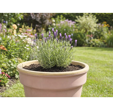 Lavendel in einem Topf im Garten