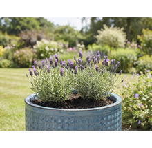 Lavendel im blauen Topf im Garten