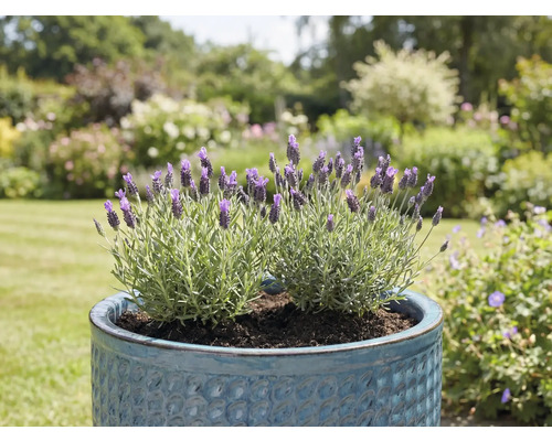 Lavendel im blauen Topf im Garten