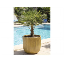 Hanfpalme im Topf neben einem Schwimmbecken