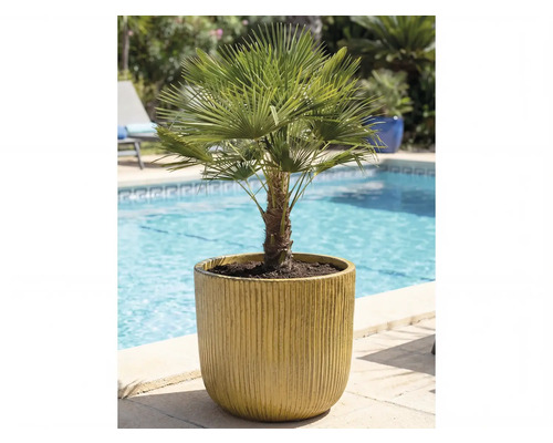 Hanfpalme im Topf neben einem Schwimmbecken