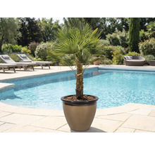 Hanfpalme im Topf neben einem Pool