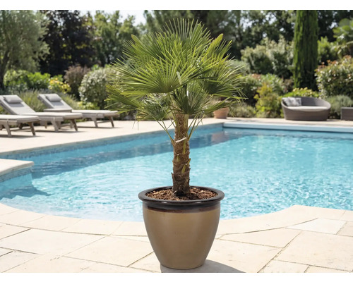 Hanfpalme im Topf neben einem Pool