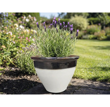 Lavendel in einem Keramikblumentopf im Garten.