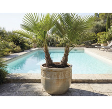 Zwei Palmen in einem Pflanzgefäß neben einem Schwimmbad