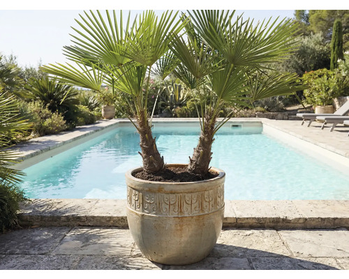 Zwei Palmen in einem Pflanzgefäß neben einem Schwimmbad