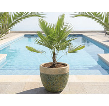 Chinesische Hanfpalme im Topf vor einem Pool