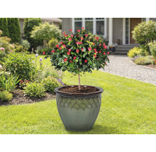 Rosenbäumchen in Pflanzgefäß auf einer Rasenfläche