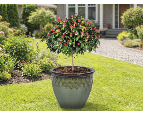 Rosenbäumchen in Pflanzgefäß auf einer Rasenfläche