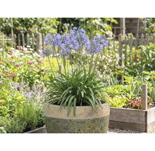 Blühende Schmucklilie im Topf im Garten