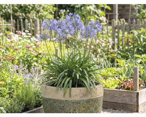 Blühende Schmucklilie im Topf im Garten