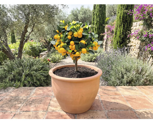 Mandarinenbaum in Pflanzgefäß im Außenbereich