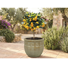 Kumquatbaum im Topf im Garten