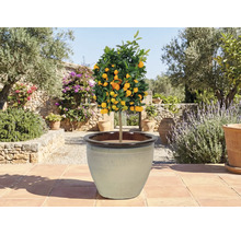 Zitrusbaum im Topf auf einer Terrasse