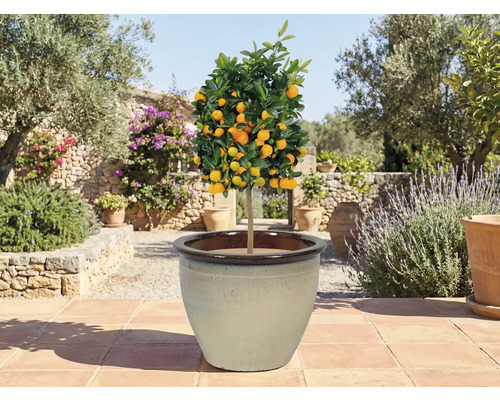 Zitrusbaum im Topf auf einer Terrasse