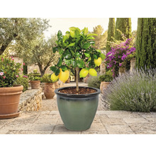 Zitronenbaum mit Früchten im Topf im Garten
