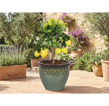 Zitronenbaum in Topf auf einer Terrasse