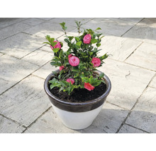 Kamelie im Topf mit rosa Blüten