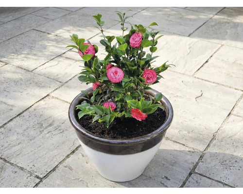 Kamelie im Topf mit rosa Blüten