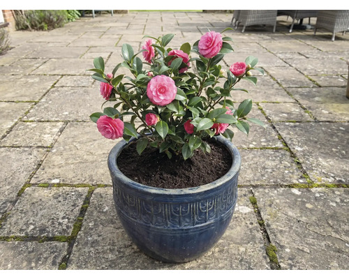 Kamelie in blauem Topf mit rosa Blüten
