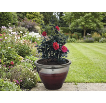 Kamelienbaum mit roten Blüten im Pflanzgefäß