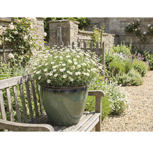 Gartenlandschaft mit Margeriten im Topf auf einer Bank