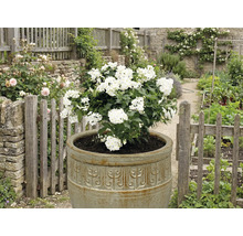 Blütenstrauch in einem Pflanzgefäß in einem Garten