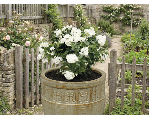 Blütenstrauch in einem Pflanzgefäß in einem Garten