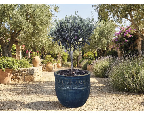 Olivenbaum im Topf im Garten.