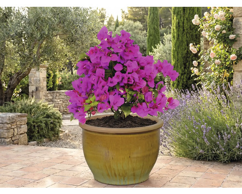 Bougainvillea Pflanze im Topf auf einer Terrasse.