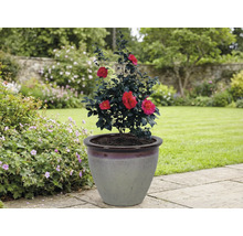 Kamelie in einem Pflanzgefäß im Garten