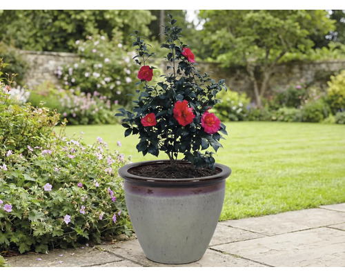 Kamelie in einem Pflanzgefäß im Garten