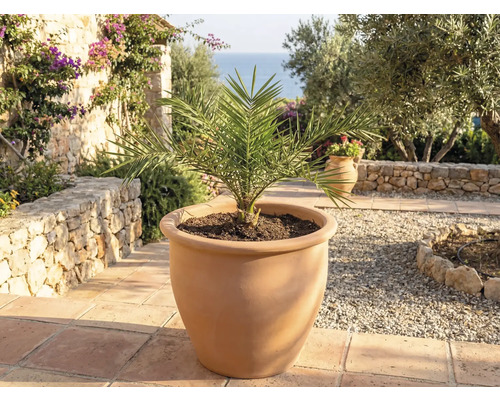 Dattelpalme in Terrakotta Pflanztopf für den Garten