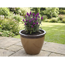 Celosia-Blume in einem Blumentopf im Garten