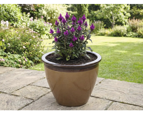 Celosia-Blume in einem Blumentopf im Garten