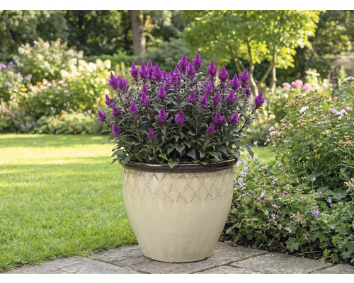 Purpurroter Celosienblume in einem Topf im Garten.