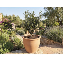 Olivenbaum in Terrakottatopf im Garten