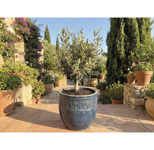 Olivenbaum in einem Topf im Garten