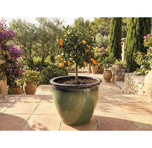 Kumquatbaum in Topf auf Terrasse.