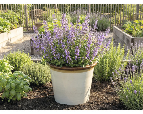 Blühende Katzenminze in einem Topf im Garten.