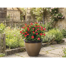 Topf mit roten Rosen im Garten