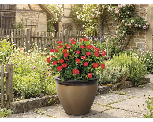 Topf mit roten Rosen im Garten