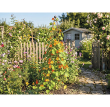 Garten mit Rankhilfe, bepflanzt mit Kapuzinerkresse und einem Gartenhaus im Hintergrund.