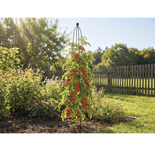 Tomatenpflanze mit Rankhilfe im Garten