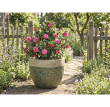 Kamelie mit rosa Blüten in einem Topf im Garten